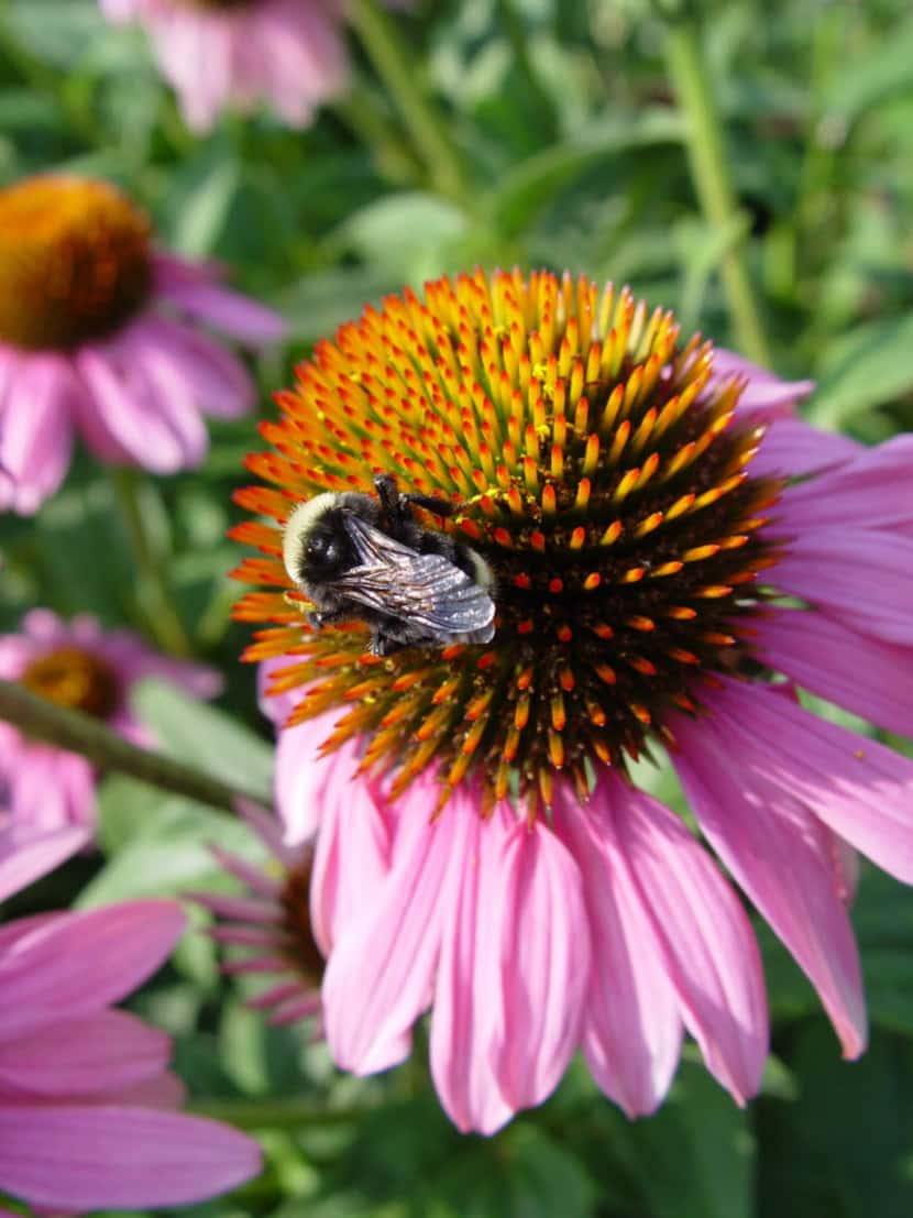 Echinacea purpurea is turned into teas and tinctures and used to treat and prevent colds....