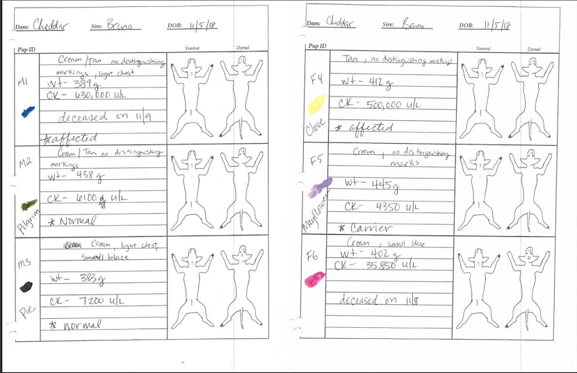 A lab record obtained from Texas A&M University shows a report on six newborn puppies in the...