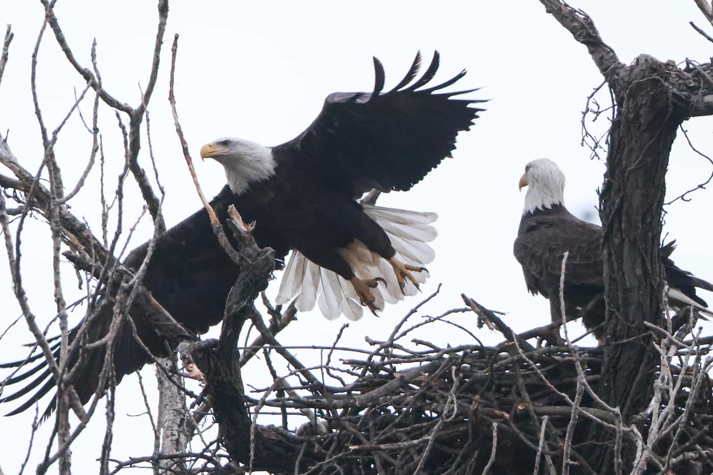 An eagle takes off from its nest, Tuesday, Nov. 29, 2022, at White Rock Lake in Dallas. The...