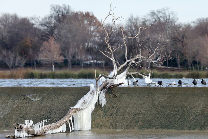 A group of birds stand along the spillway near an ice covered tree branch at White Rock Lake...