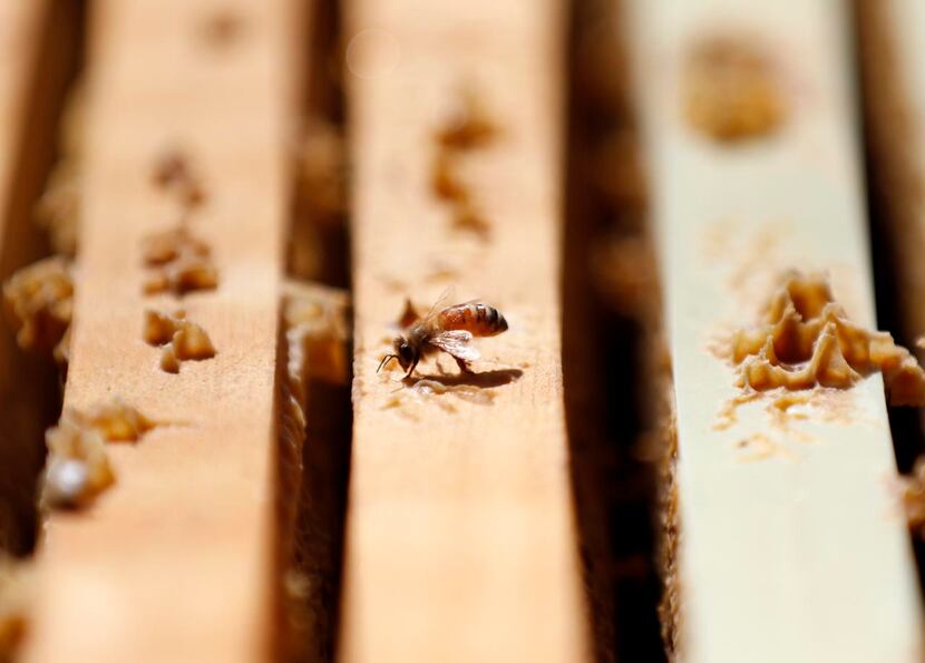 A honeybee  — one of 240,000 at the store — goes about its beeswax atop a hive.