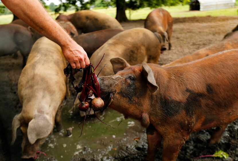 Farmer Thomas Locke feeds beets to his hogs on the Bois d'Arc farm in Allens Chapel, Texas,...