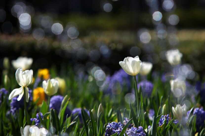 Dallas Blooms spring celebrations have moved online as the Arboretum doors have had to...