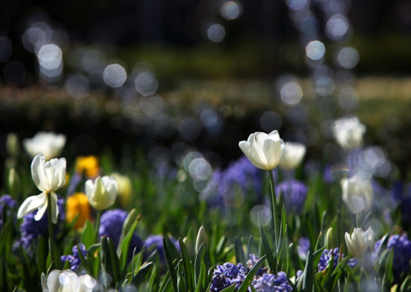 Dallas Blooms spring celebrations have moved online as the Arboretum doors have had to...