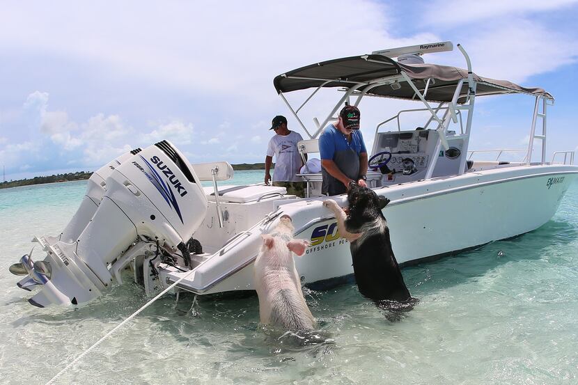 Tour boat captains know the pigs are their meal ticket. The pigs often get some food out of...