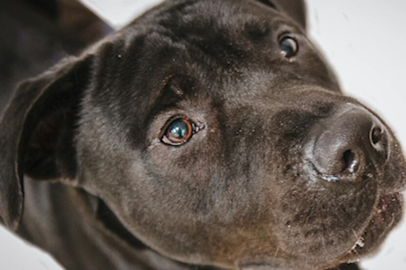 The Richardson Animal Shelter has teamed up with photographer Katie Schmidt to help capture...