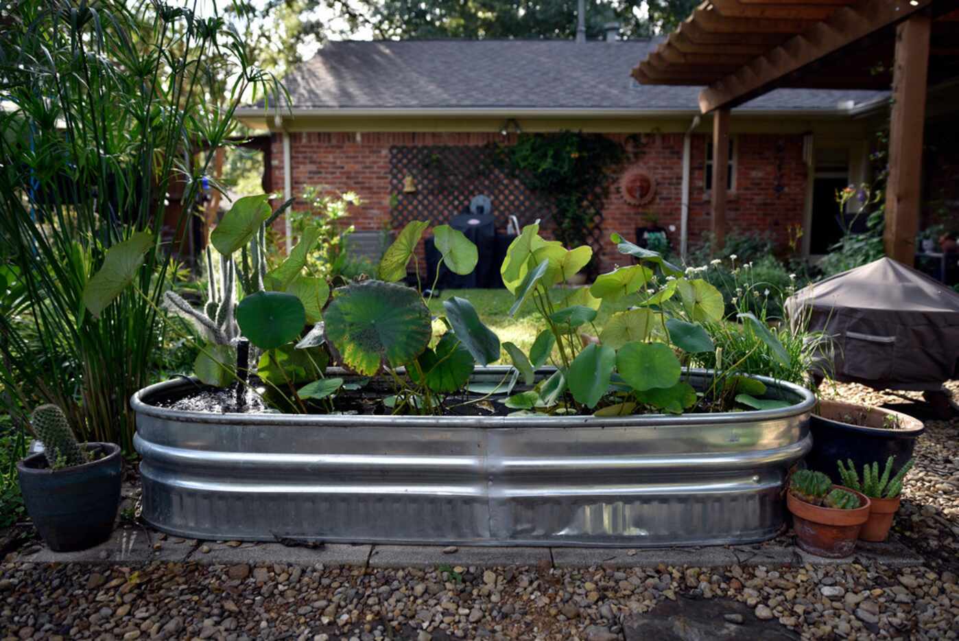 A lotus pond in the backyard of the Saucedo family's home in Dallas.