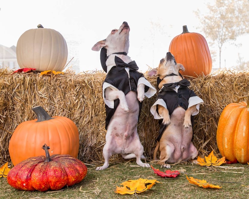 You can have a Thanksgiving portrait taken Saturday at the Coppell Farmers Market. (Tracy...