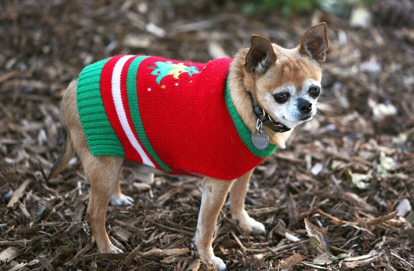 An 8-year old Chihuahua named Coco dons a Christmas sweater. (2015 File Photo/The Associated...