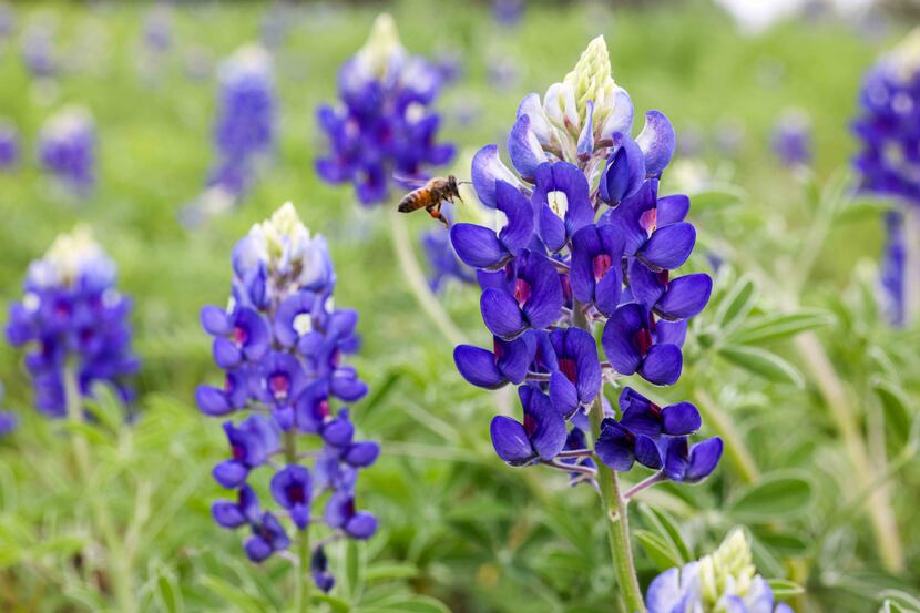 A bee hovers over a Texas wildflower Bluebonnet on a field around Legacy Drive and Corporate...