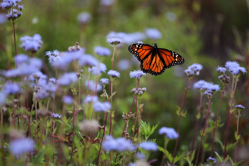 Migrating monarchs have discovered native, nectar-rich mistflower among the park’s plantings.