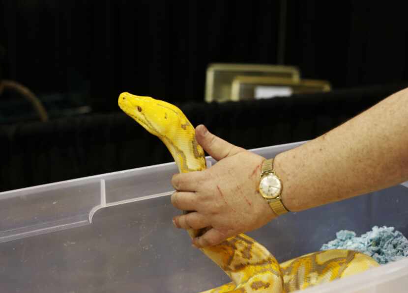 Jason Pahl monitored his 13-foot purple albino reticulated python at Sunday's reptile...