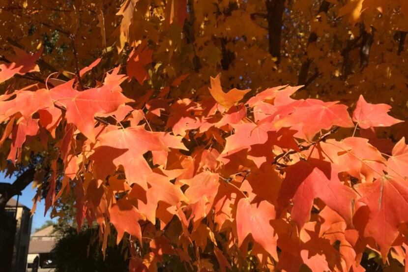 Bigtooth maple, which has nice color in the fall, is one of the cleanest trees, especially...