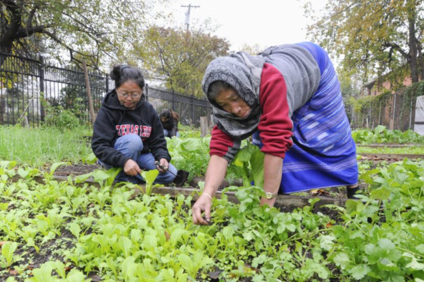 Anita Subba, left, and Buddi Rai, resettled in Dallas by the International Rescue Committee,...