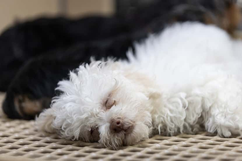 A Bichon-poo naps at Petland in Dallas, Tuesday, April 26, 2022. Dallas is considering an...