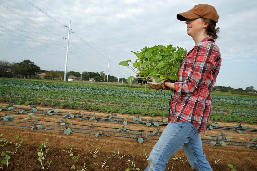 
Volunteers make one another feel instantly welcomed at Johnson’s Backyard Garden Denton,...