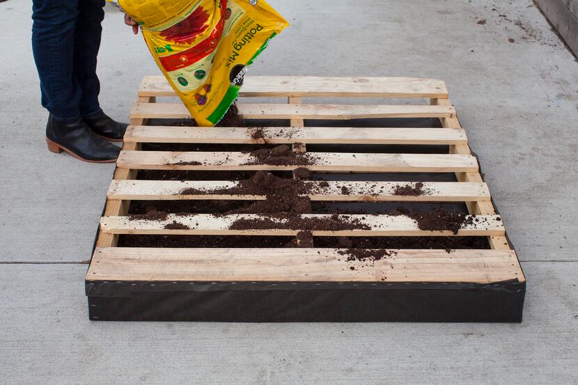 Fill the pallet nearly to the brim with potting soil. 