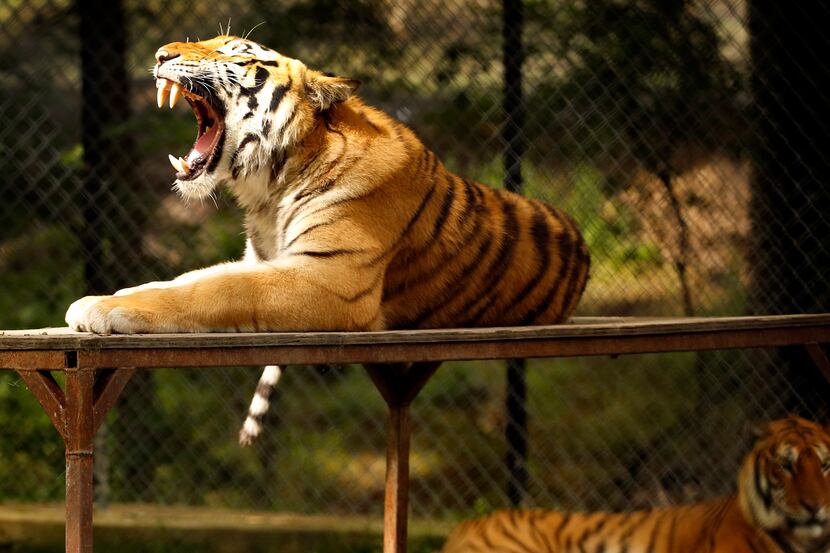 Anakin (top), a tiger at In-Sync Exotics in Wylie, Texas, yawns as he naps in the sun,...