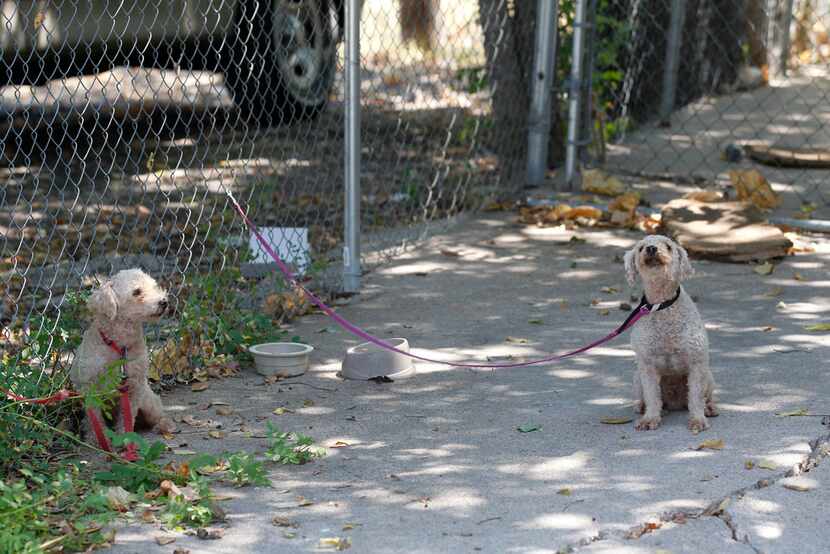 Twodogs left tethered by their owner were spotted during a call by Dallas Animal Services in...