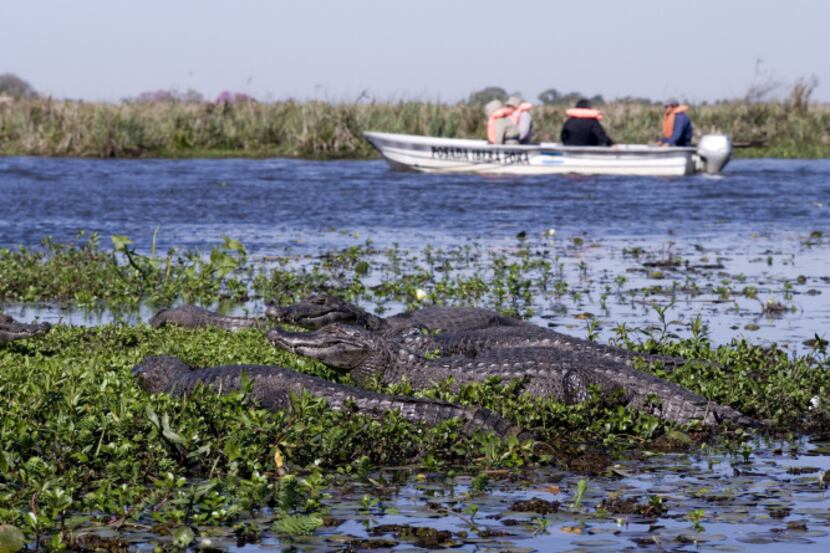 Alligators that can grow up to 6 feet long sun themselves in the swamp in rural Corrientes,...