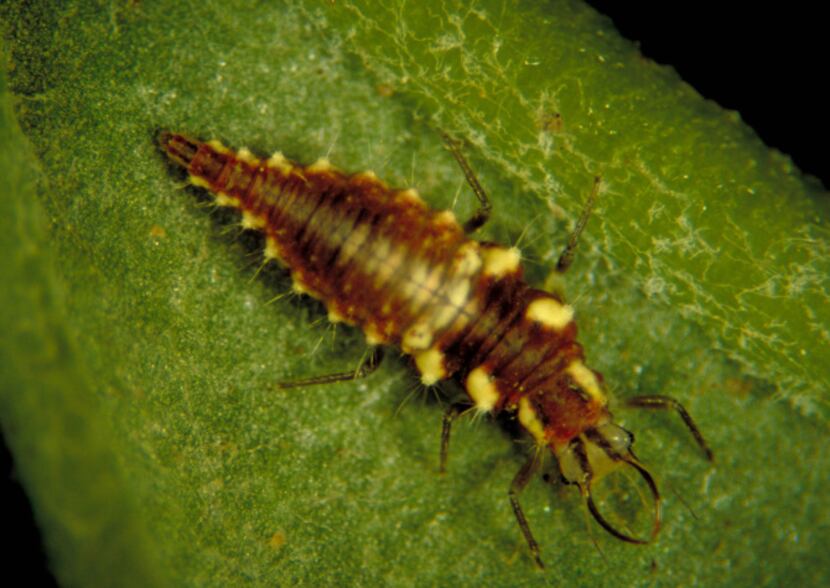 Lacewing larvae feed on aphids, mealybugs, scale, thrips, mites
and other pests. Highly...