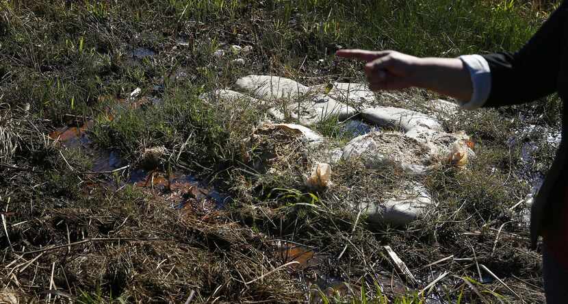 Sandbags have been placed  at the site of a “sand boil” to combat seepage beneath the...