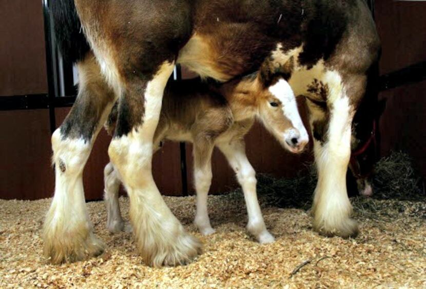            Baby Clydesdales are the stars of every Super Bowl.   