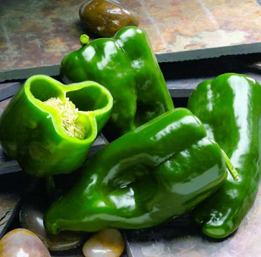 
'Tiberon' poblano pepper is recommended for the Dallas area. Poblanos are the peppers used...