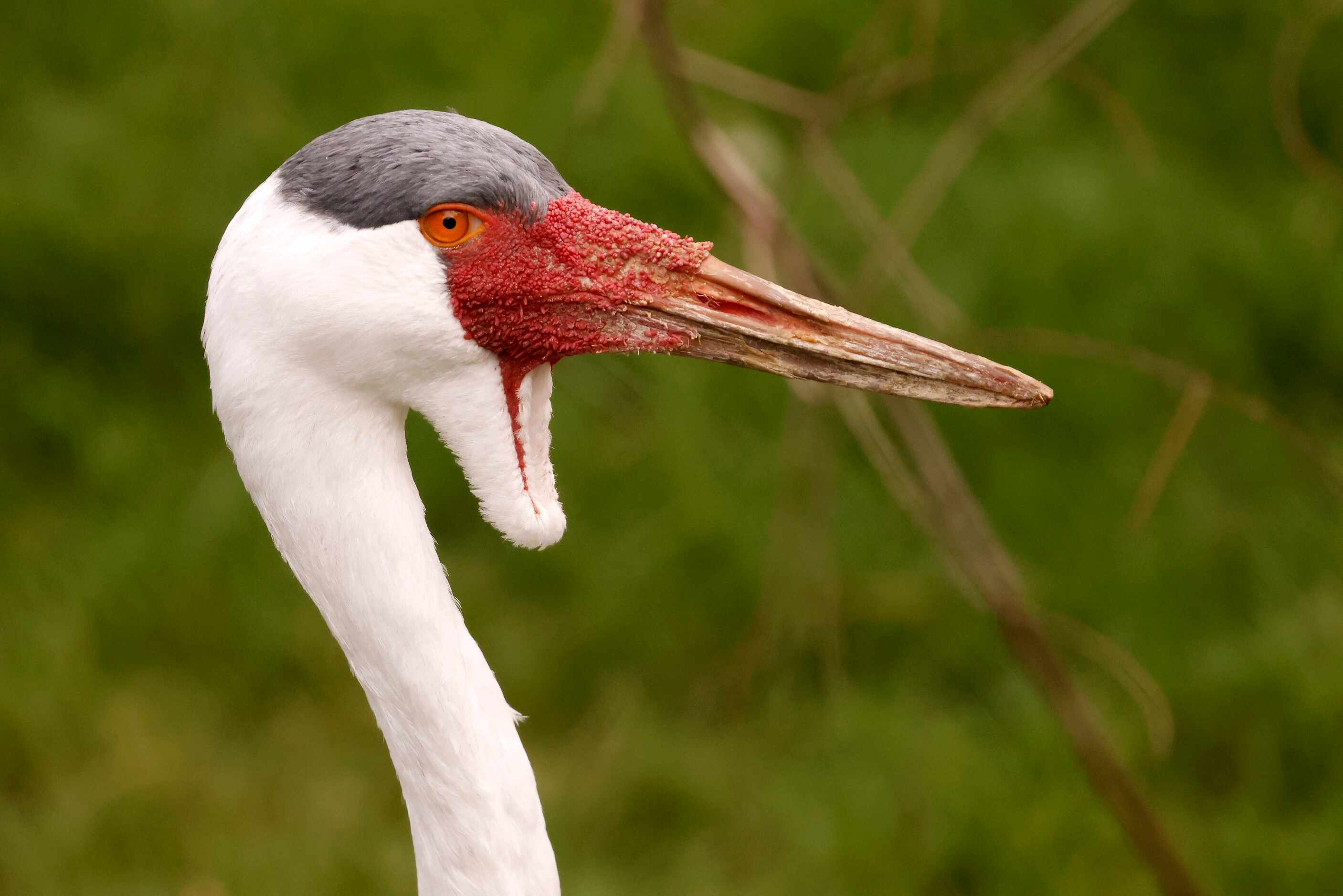 A wattled crane is pictured in its enclosure in the third phase of A Wilder Vision,...