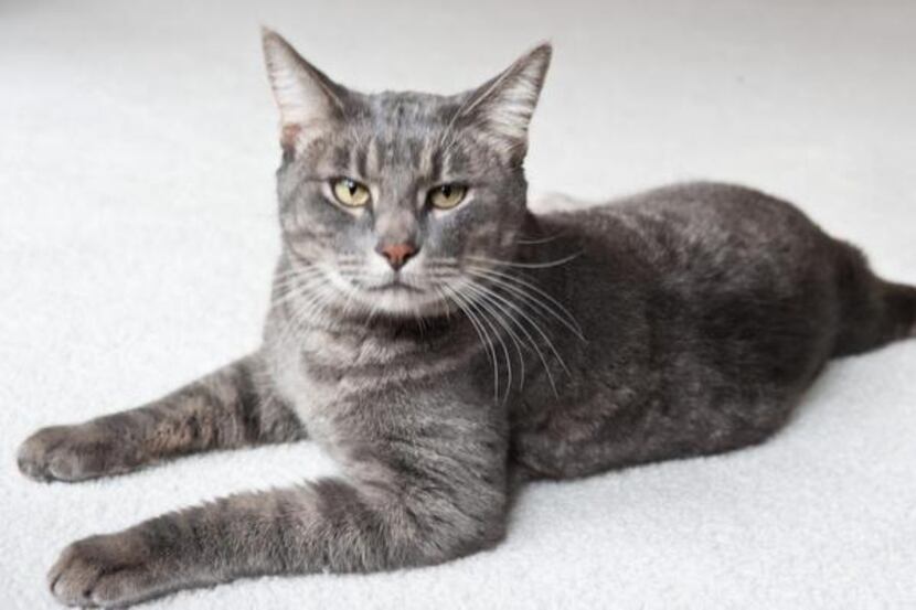 HOWIE
Sex: male
Breed: domestic shorthair
Age: 4 years
Though shy at first, Howie really...
