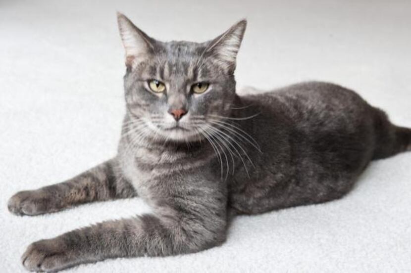 HOWIE
Sex: male
Breed: domestic shorthair
Age: 4 years
Though shy at first, Howie really...
