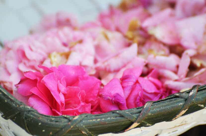 Rose petals for making rose water