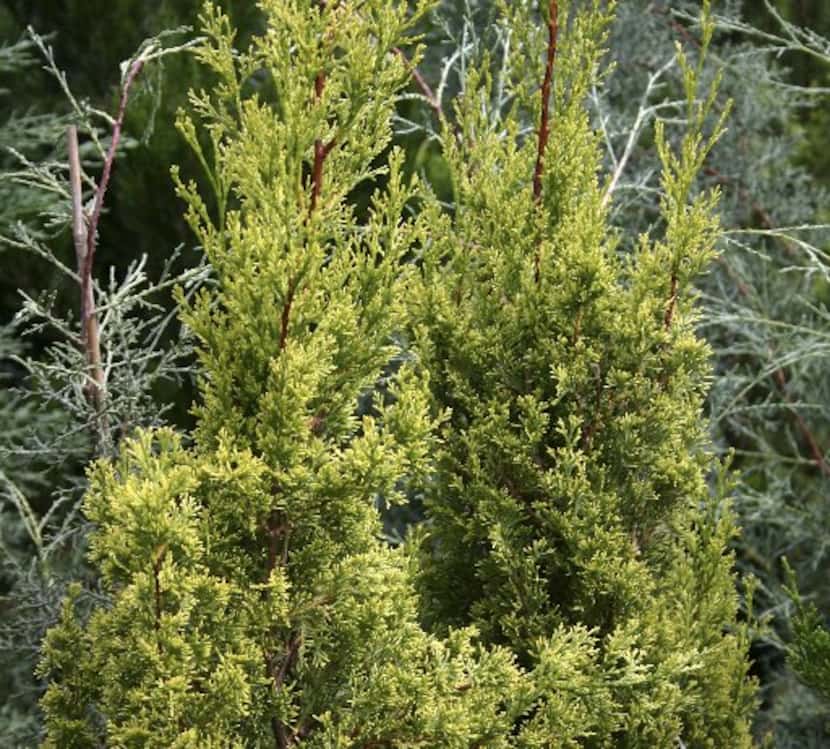 An example of a healthy Italian cypress.