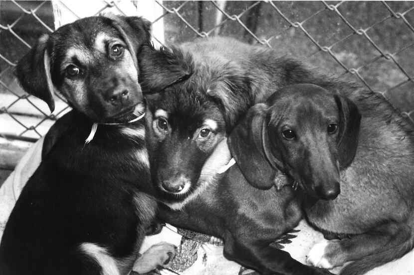 Bronson, Woof Woof and Hot Dog  at the Irving Humane Society in 1991.