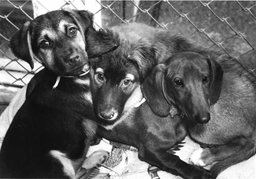 Bronson, Woof Woof and Hot Dog  at the Irving Humane Society in 1991.