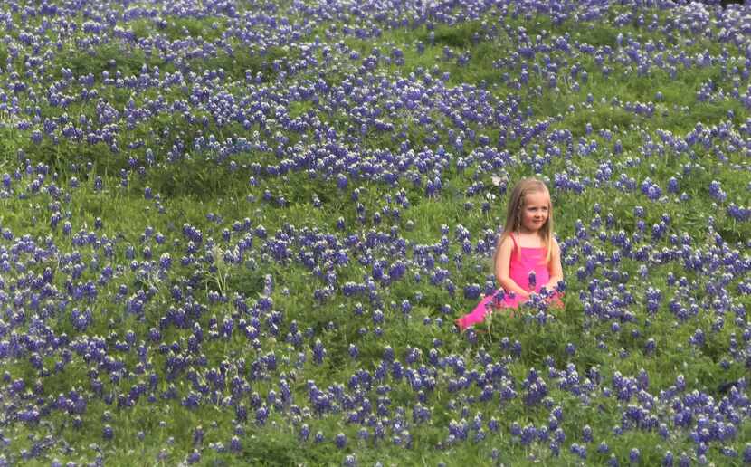 A field of bluebonnets makes the perfect setting for photos on the property of the JC...