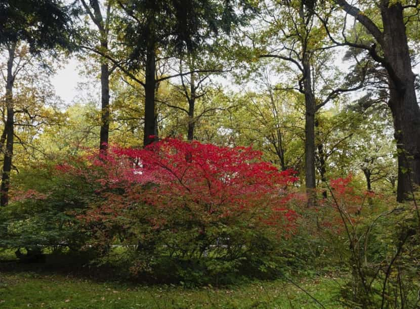 The euonymus has pink-red fruit that hangs like ornaments on the plant after it loses its...