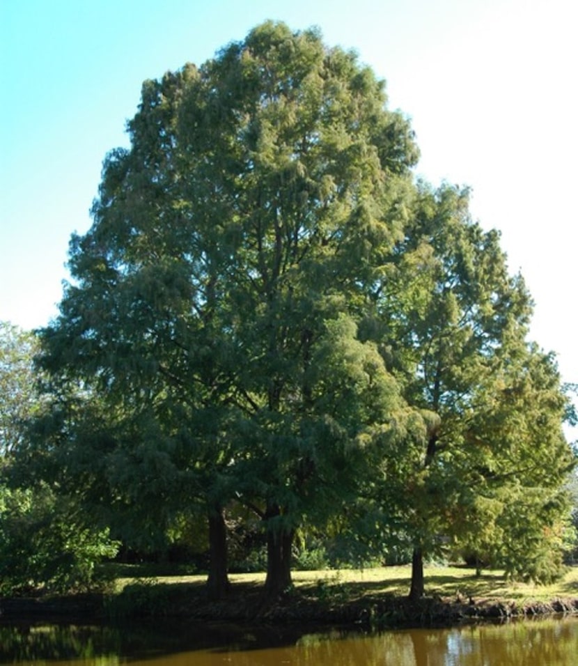 Montezuma cypress tree in Houston