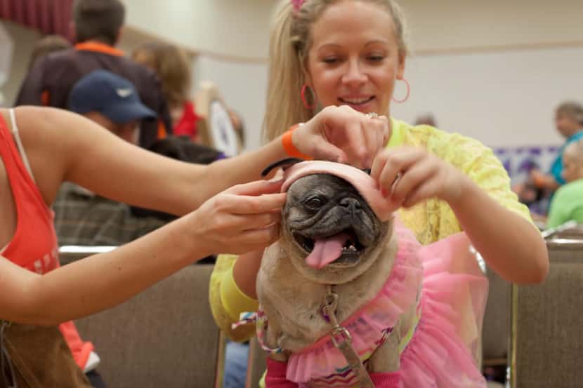 
A pug dressed ’80s-style at last year’s Pug-O-Ween.
