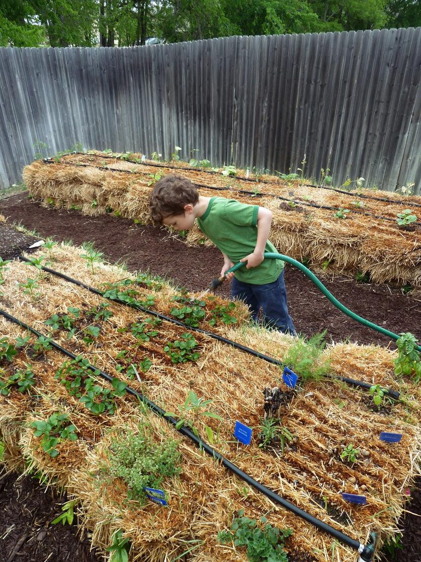 
Ethan Larriva, then 7, watered his family’s straw bale garden in Anna in 2013. His father,...