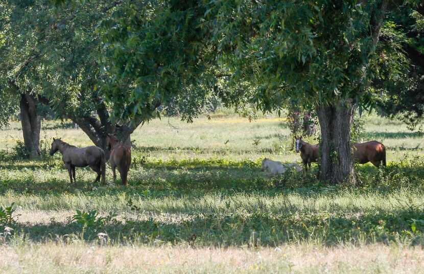 Near The First Tee of Dallas off Elam Road in southeast Dallas, River Ranch Educational...