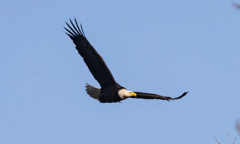 A female bald eagle took flight at White Rock Lake after mating with a male bald eagle Feb....