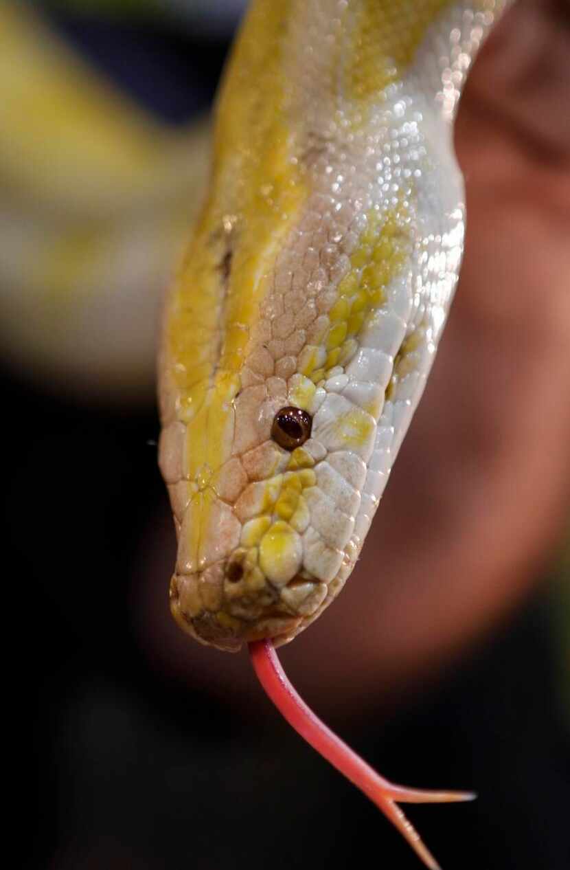 
An albino burmese python shows off its tongue. Hundreds of attendees were in the market to...