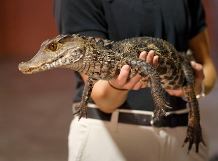 A dwarf caiman, the smallest species of crocodilia, at the Zoo to Do fundraiser at Fair...