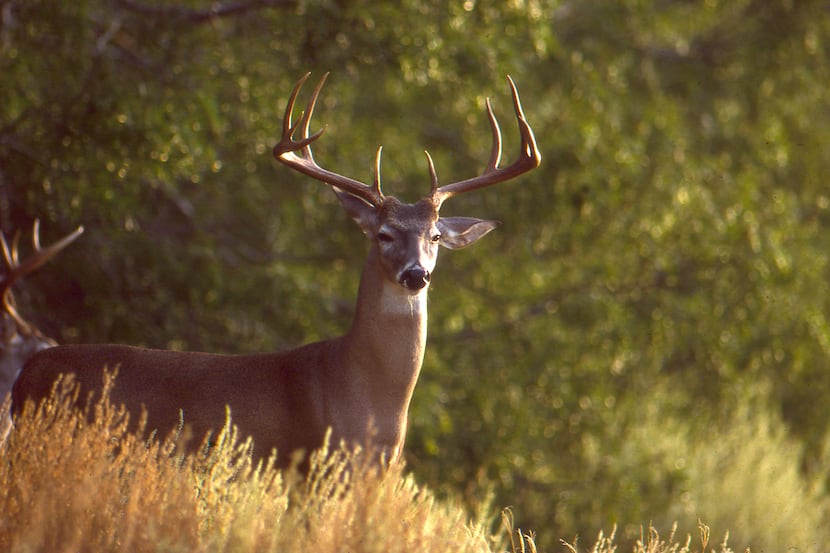 The general white-tailed deer season gets underway at 30 minutes before sunrise on Nov. 6...
