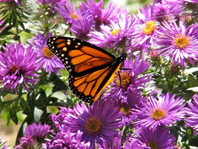 
Asters bloom in late summer and autumn.
