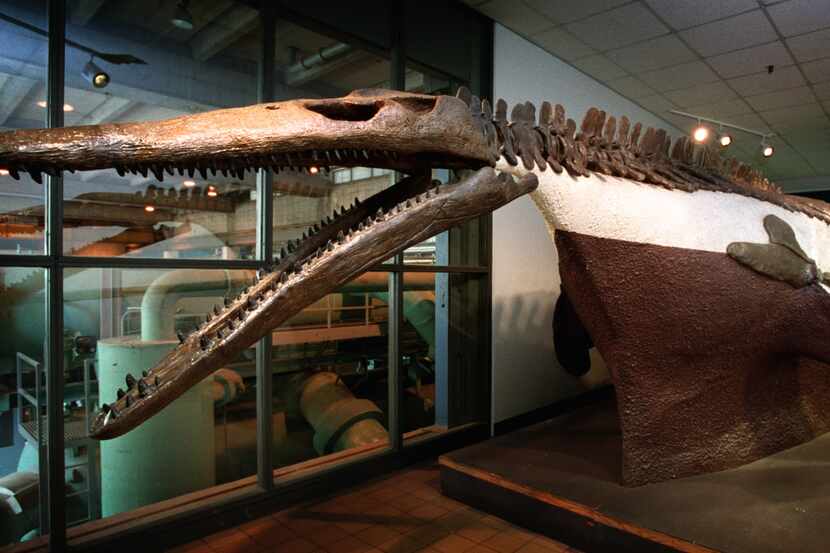The fossil remains of a Plesiosaur sits at the Central Utilities Plant at Dallas Fort Worth...