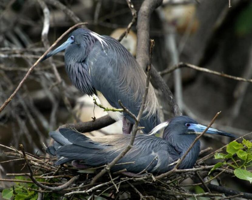 
Nesting tricolored herons are some of the birds students in the master birder class might...