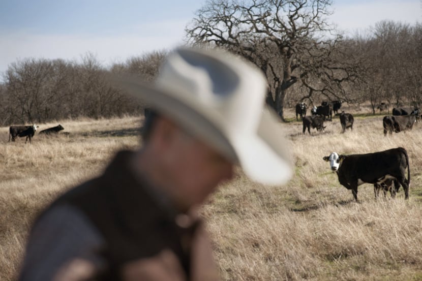 Gary Price uses native grasses that have withstood the drought to support a smaller herd on...