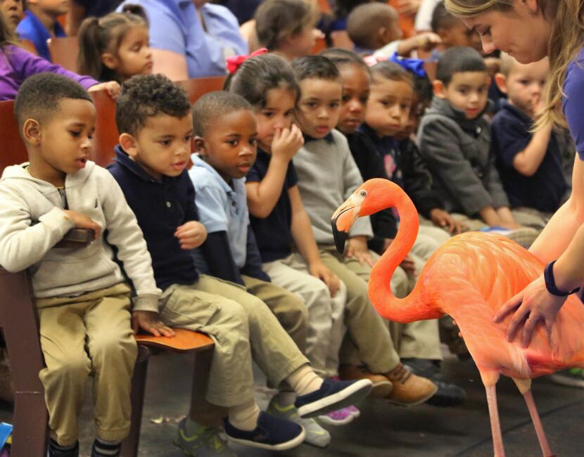 Dallas Zoo outreach specialist Ryanne Hanley allows students to get an up close view of a...
